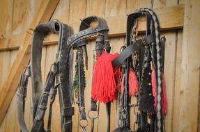 Horse reins hang on wooden wall