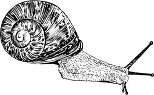 gastropoda mollusc as black and white illustration