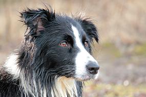 Dog Animal Nature