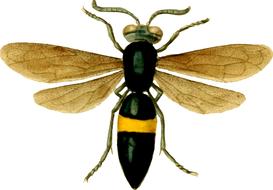 hornet insect wasp 3d