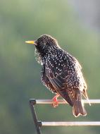 Common starling close-up on blurred background