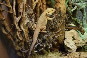 a lizard in a treehouse aquarium