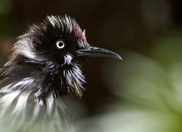 Holland Honeyeater Bird