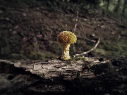 a green flower in a log in the woods.