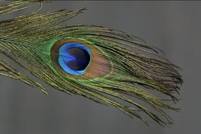 colorful peacock feather, close-up