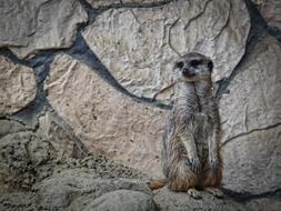 meerkat near a stone wall in a zoo