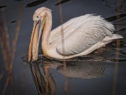 pink Pelikan Bird Water