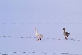 Geese Snow Ice snow