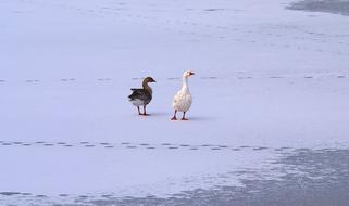Geese Snow Ice pond