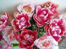 Tulip Bouquet Pink Tulips Cut
