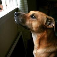 charming Dog Mut Canine