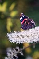 colorful butterfly on white fluffy flower