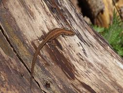 Common Lizard Reptile