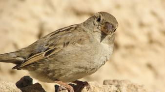 Close-up of the cute, colorful and beautiful sparrow, on the stones