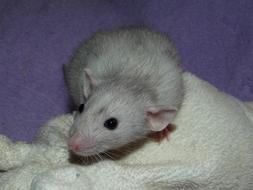 Merle Rat Dumbo
