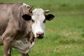 Cute, beautiful and brown and white bull on the green grass