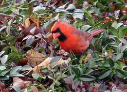 Cardinal Birds