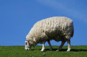 charmingly cute Sheep Wool Animal on grass