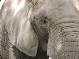 baby elephant head detail