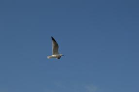 Seagull in flight on Sky Ave