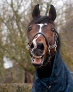 charmingly cute Horse Neigh Head