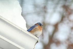 robin on roof at winter