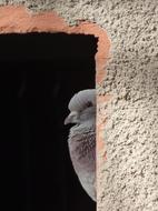 Paloma Lookout Spy bird Window