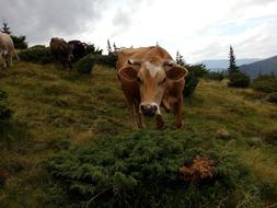 Cow The Carpathians Summer