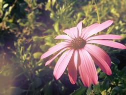 Flowers Wildflowers
