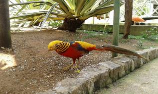 Pheasant Bird Beautiful yellow red