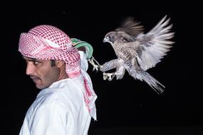 Falcon landing on arabian man shoulder