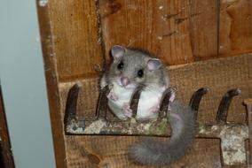 Edible Dormouse Garden