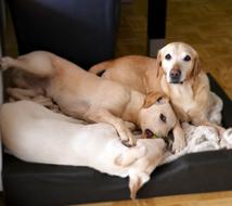 Beautiful, cute and colorful Labrador dogs, laying on the bed