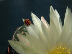 Fauna Insects