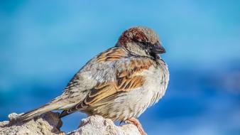 sparrow on blue blurred background