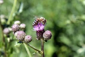 Bee on the beautiful and colorful thistle flowers, among the green plants