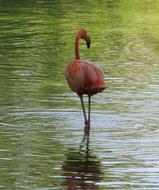 Pink Flamingo in the water in the shade