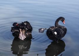 The black swan in the lake swims beautifully.