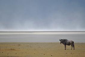 Wildebeest Gnu Wild Animal