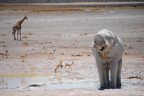 Africa Namibia National Park