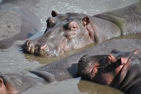 africa hippo lake