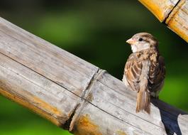 sparrow on a tree on a blurred background