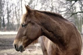 Brown Horse at Winter