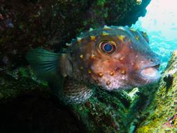 Diving Underwater Water
