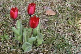 blooming beautiful red flowers