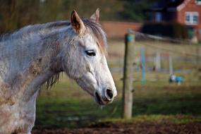 Horse Mold Head Thoroughbred arabian