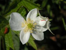 Goldenrod Crab Spider White