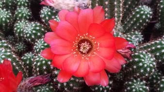 Cactus Bloom Flower
