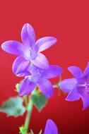 open purple flower bud