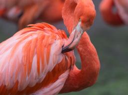 red flamingos close up on blurred background